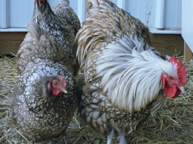 Інкубаційне яйце Орпінгтон - золото, шоколад, оранжеве-срібло.