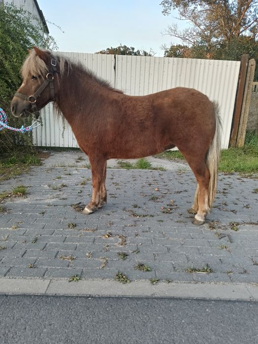 Sprzedam kucyka klacz