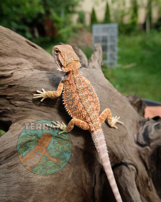 Agama brodata Gekon Jaszczurka dla początkującego zbożówka