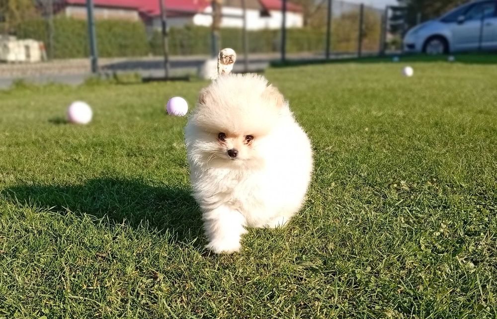 Szpic miniaturowy - Pomeranian (FCI)
