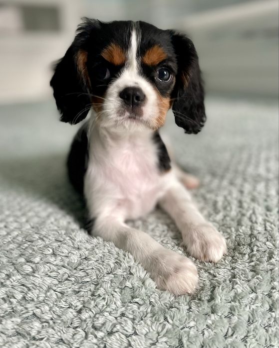 Cavalier king charles spaniel/ samiec