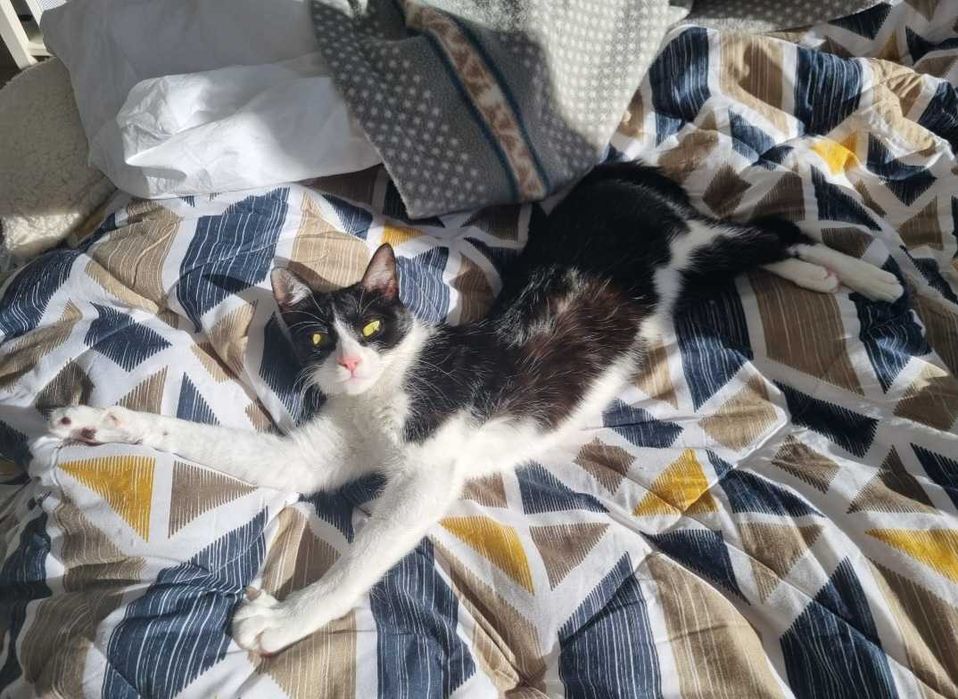 Pet-sitter de gatos e cães