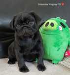 Mops , czarna suczka