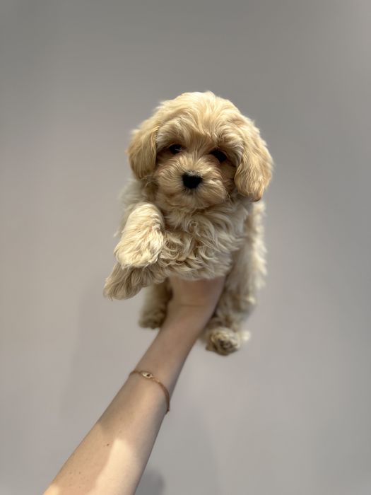 Микро малыши Мальтипу