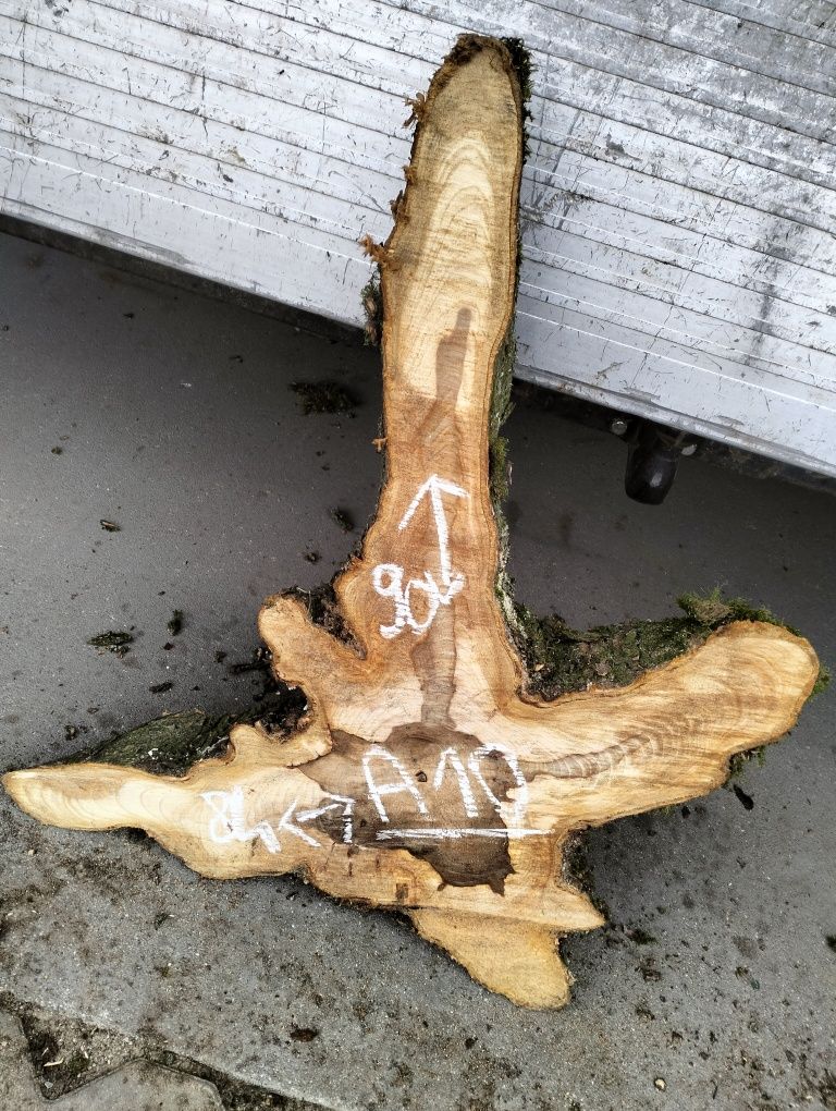 Plaster wiąz z czeczotą bardzo duże korzeń wiąz