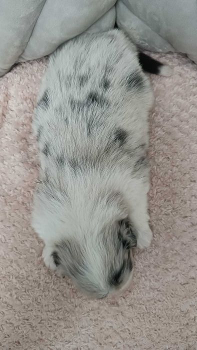 Owczarek Australijski - Sunia niebieskooka – Blue Merle- rezerwacja.