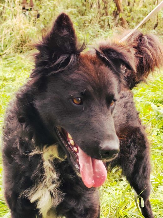 Oddam Pieska Samiec Za darmo