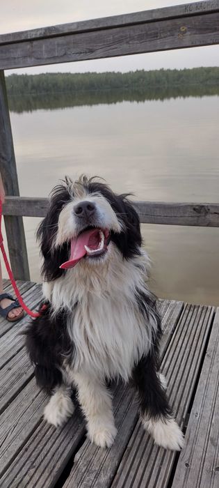 Dwie piękne suczki z pełnym wyposażeniem