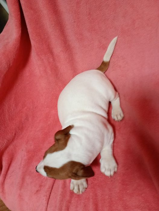 Suczka Jack Russell Terrier szuka domku bicolor