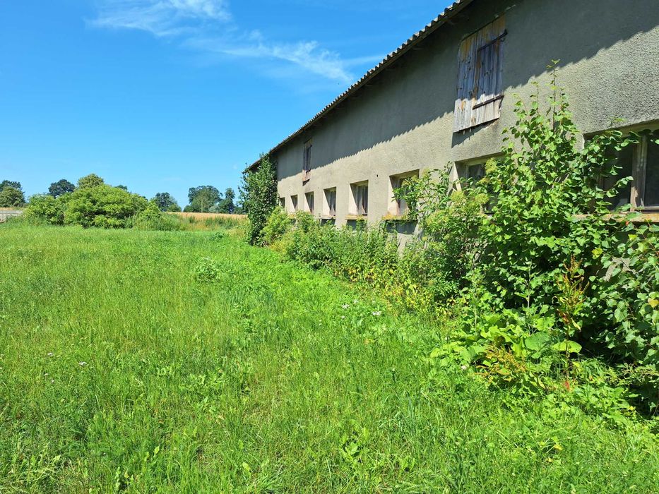 Siedlisko z oborą na żuławach elbląskich