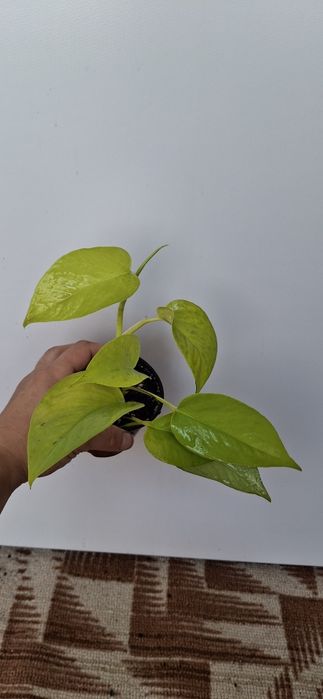 Кімнатні рослини