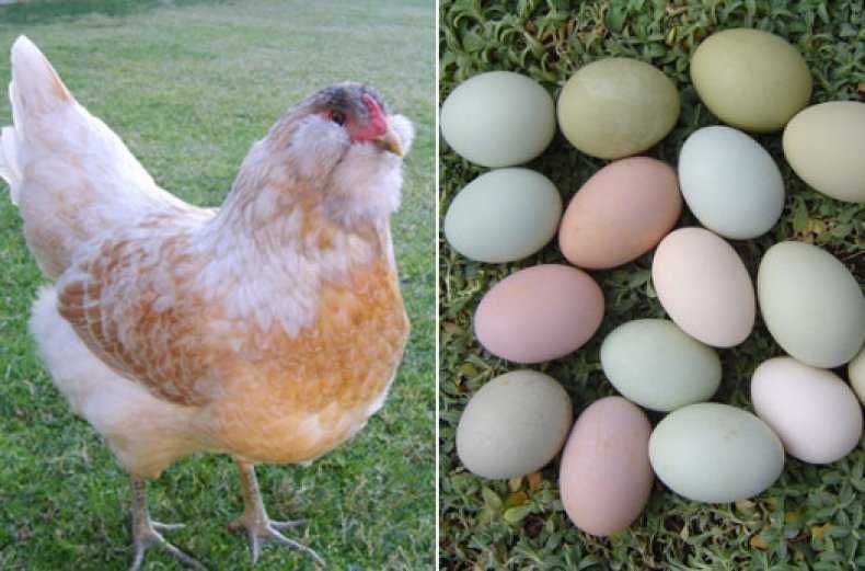 Мікс м'ясо-яєчних порід інкубаційне яйце !