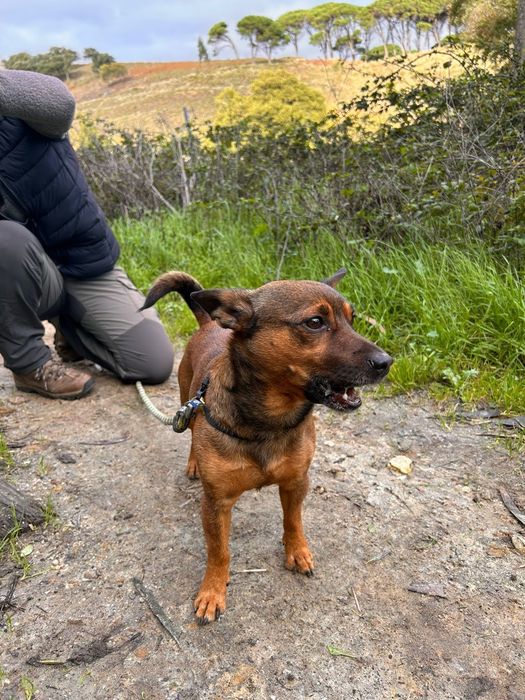 Ratão para família de luxo