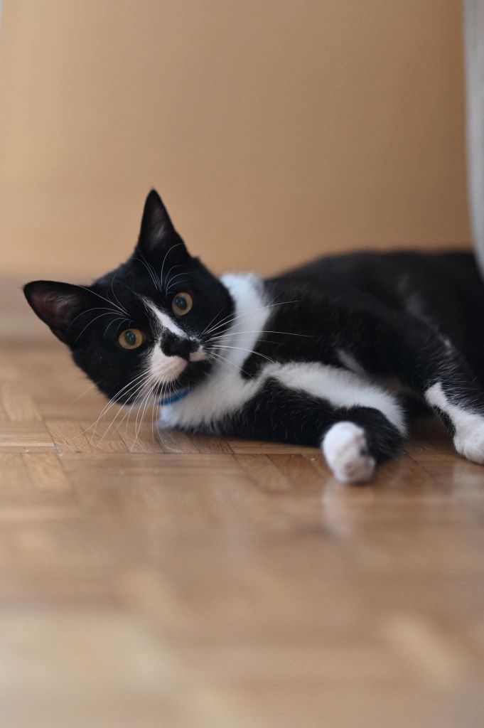 Piękny Romek czeka na adopcje