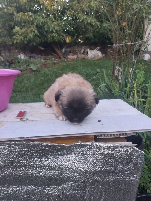 Продам хорошого пекінеса