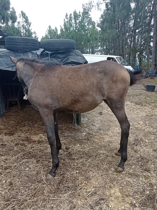 Vendo poldra com 6meses