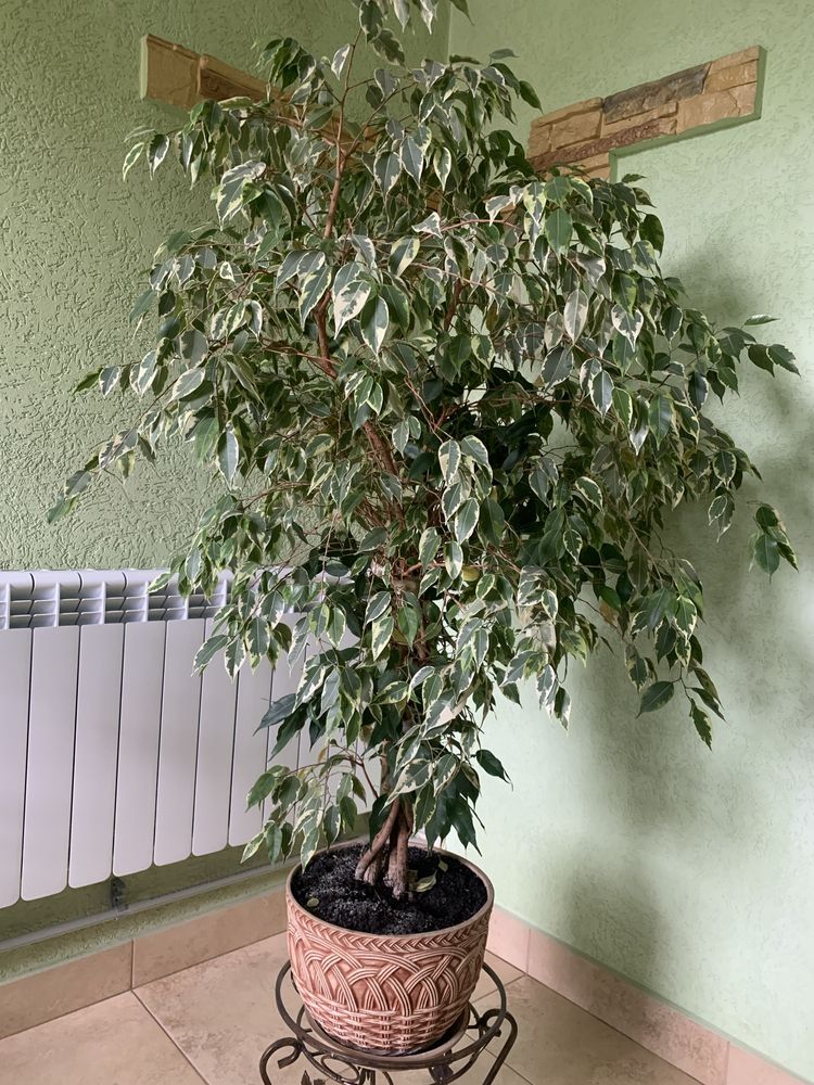 Фікус Бенджаміна