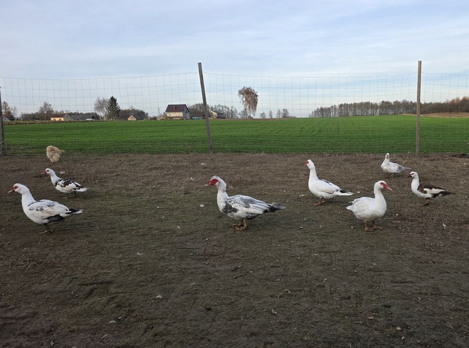 Sprzedam kaczki i kaczory
