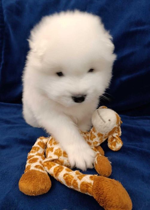 Samoyed Samojed FCI / ZKwP szczeniak do odbioru w grudniu