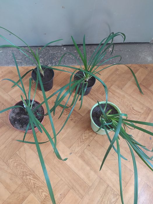 Milin pnącze,Trawka szafirkowa Kaktus epifilum