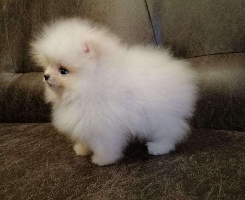 Бомбезні міні шпіцулі