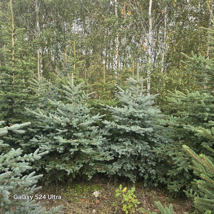 Sprzedam Choinki Świerka Srebrny