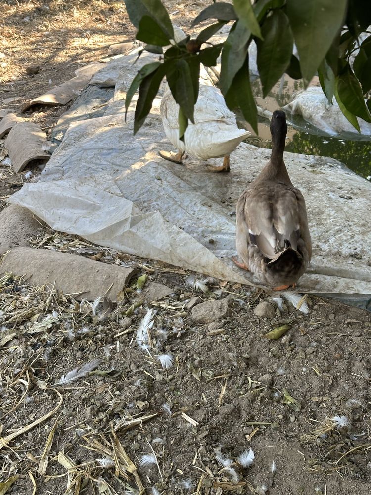 Vendo patos de pequim e 1 khaki campbell