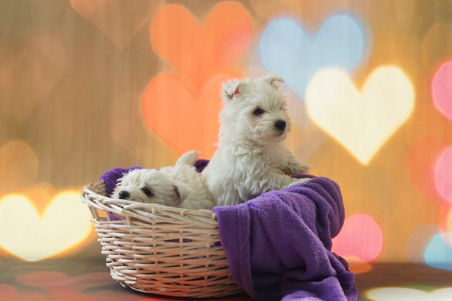 West Highland White Terrier Piesek