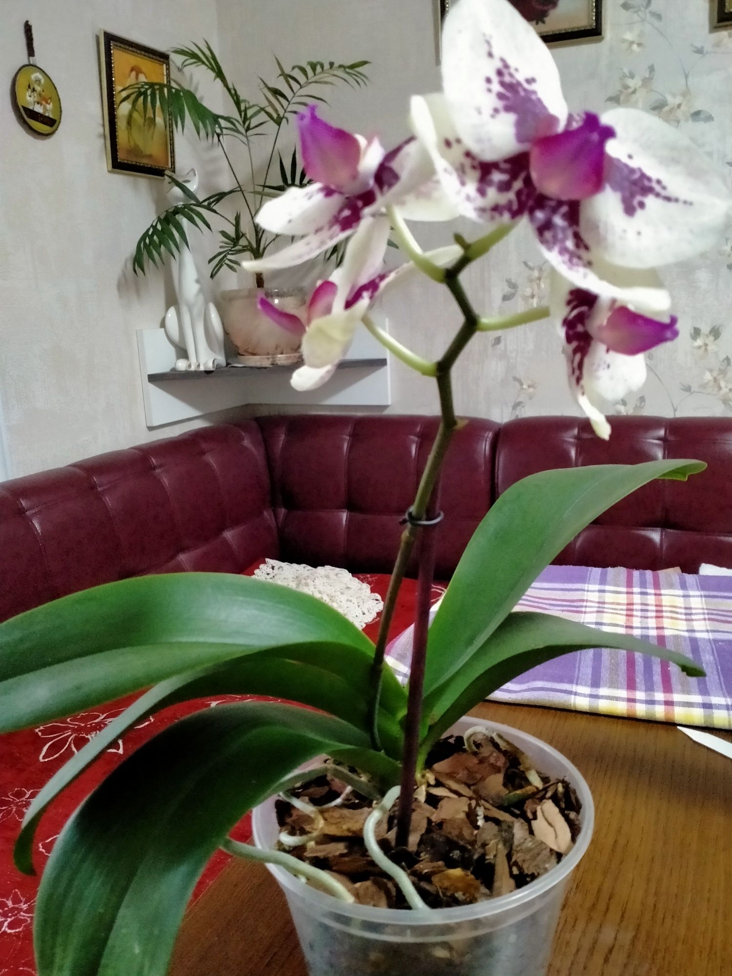 Продам квітучі орхідеї