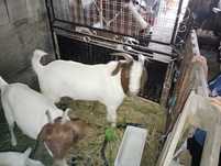 Vendo cabrito boer