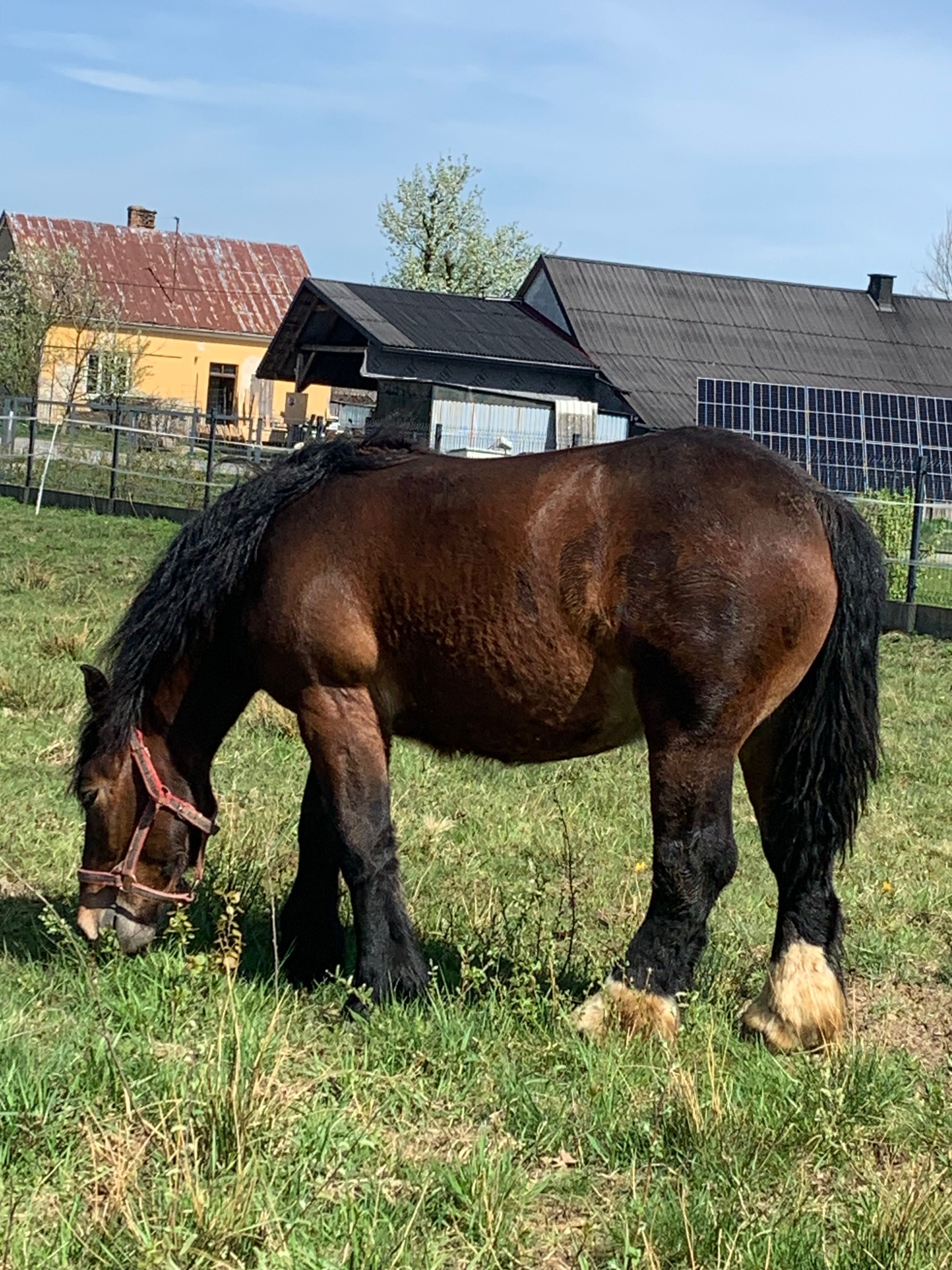 Sprzedam pięknego ogierka