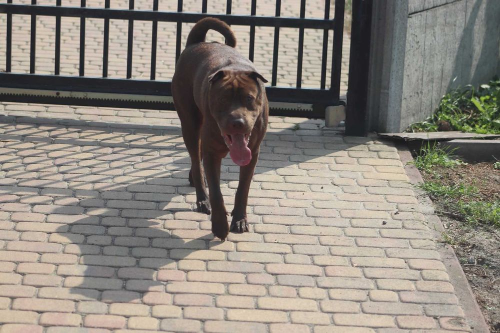 YUKI szuka domu. Pokochaj