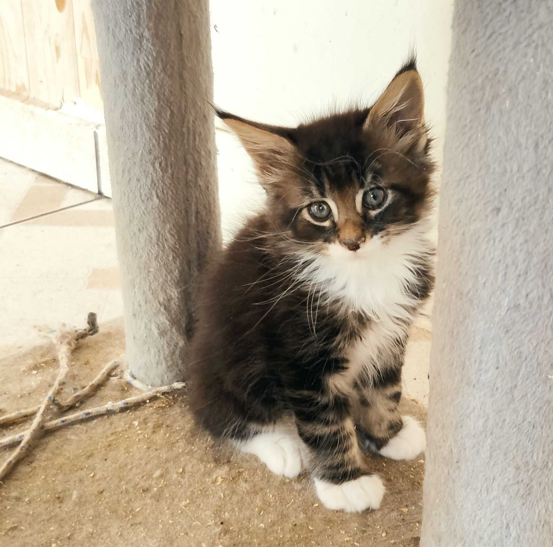 Maine Coon - kotek srebrny z bielą