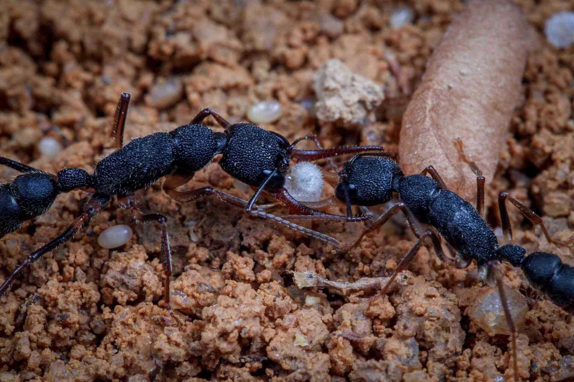 Harpegnathos venator, формикарий, муравьи