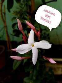 Jasmim Polyantum ( perfume diurno)