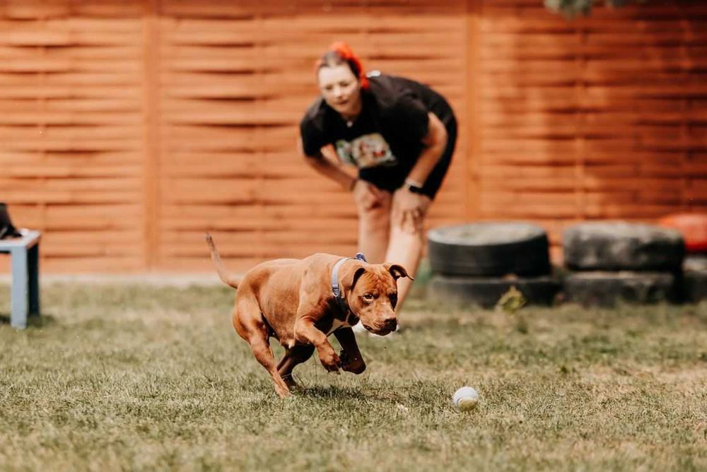 Bajka - młoda, pełna energii suczka w typie bull
