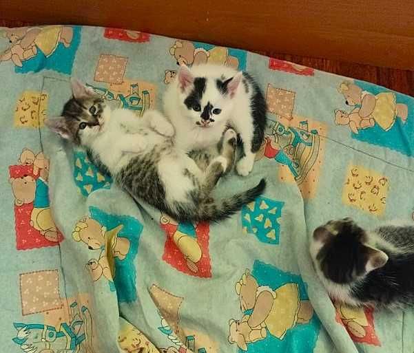 Oddam kotki w dobre ręce, wychowane w domu!