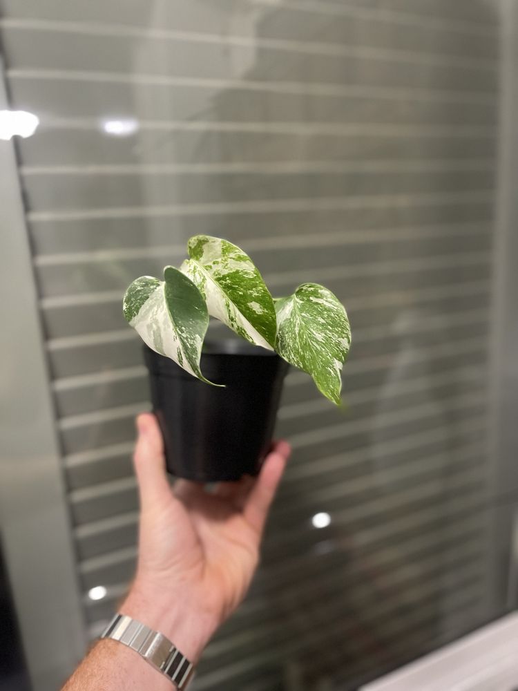 Planta Monstera variagata