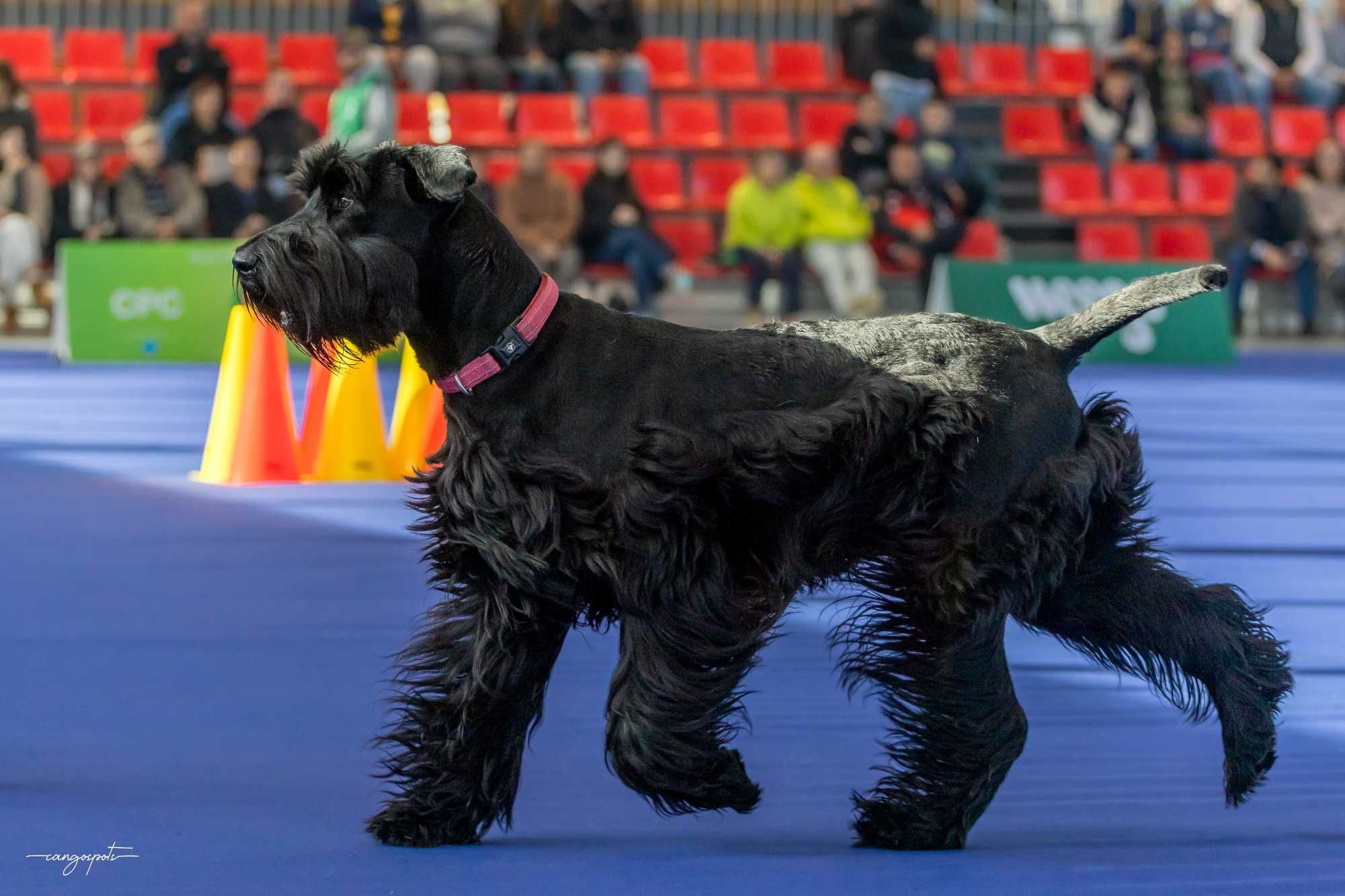 Schnauzer gigante macho com LOP