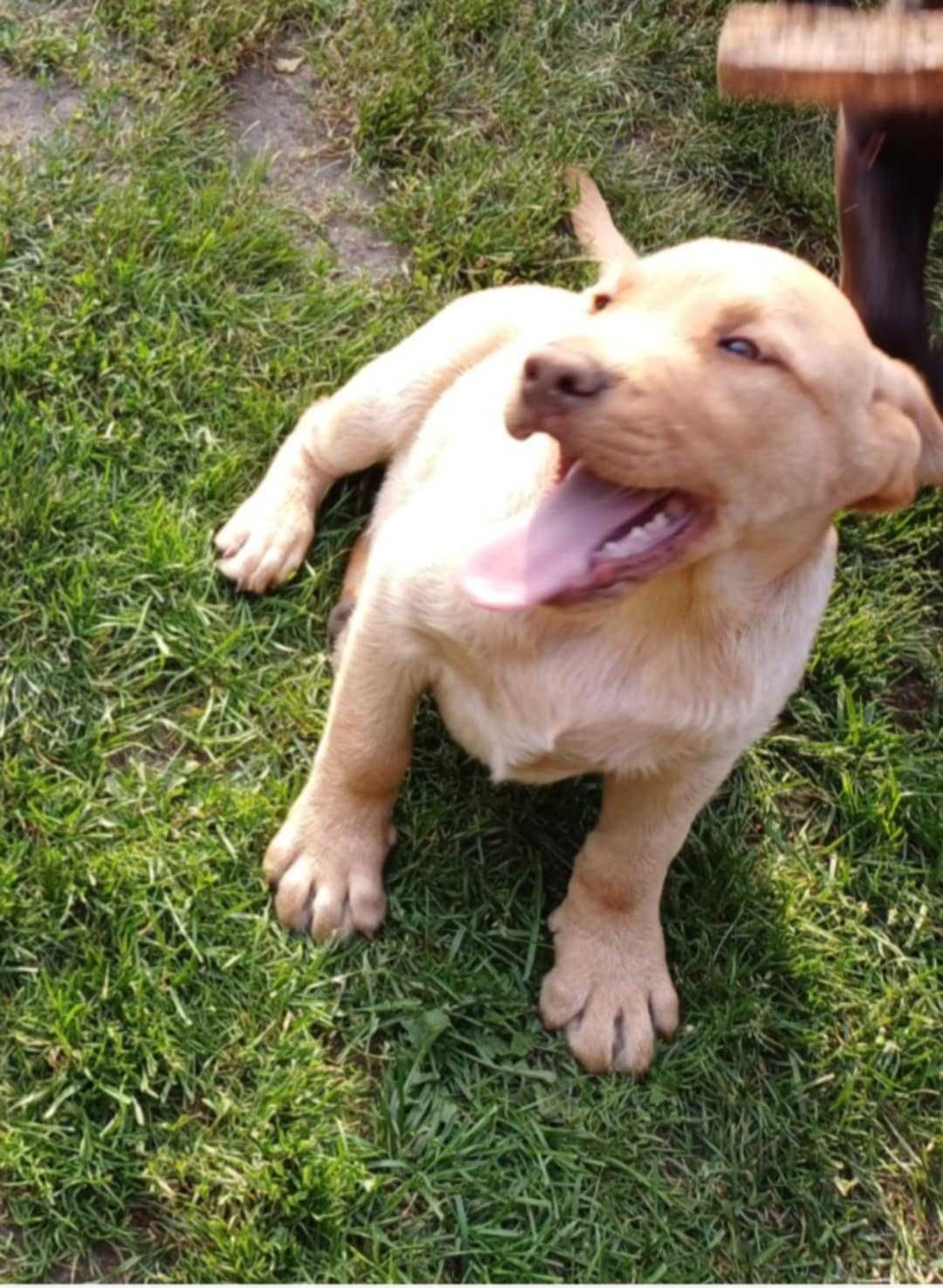 Piękny Labrador Retriever biszkoptowy