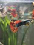 Gupiki dragon Red