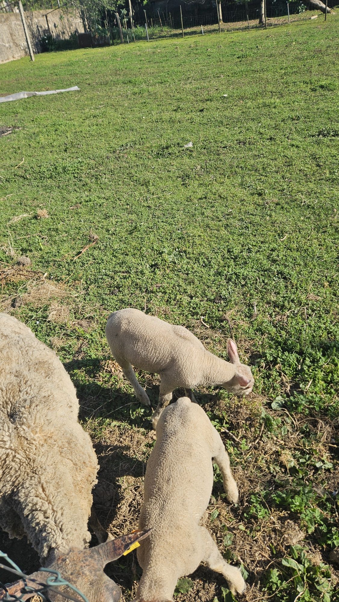 Vende anhos com 1 mês charoleses puros. Pais com pedigri