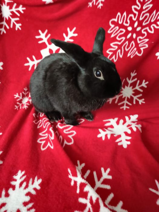 Śliczny królik (niecale 4 lata)