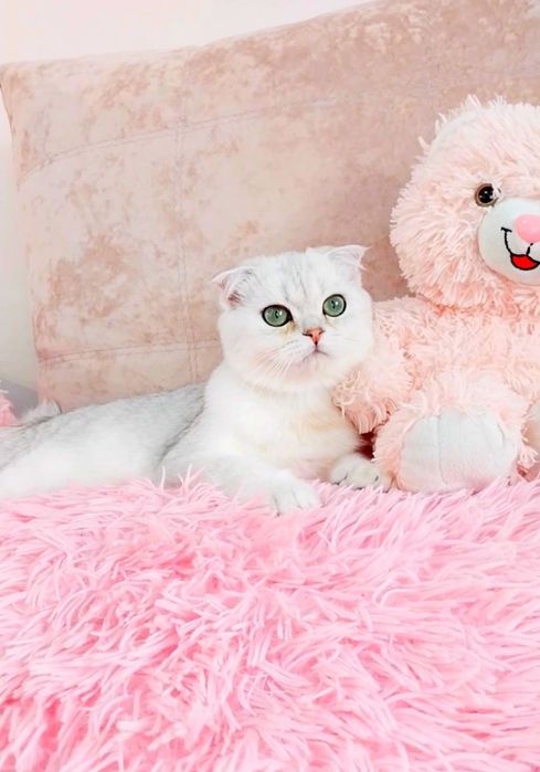 Чудо хлопчик Срібний красунчик шиншила