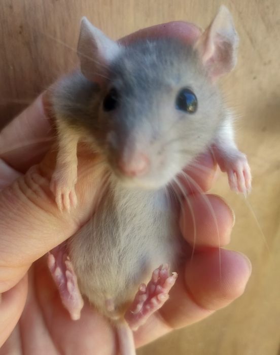 Крысята Дамбо и стандарт