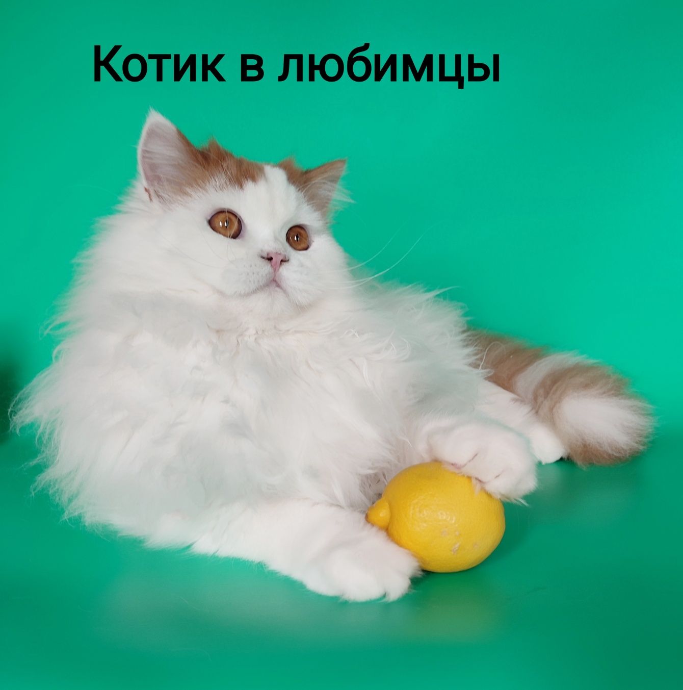 Шотландський котик