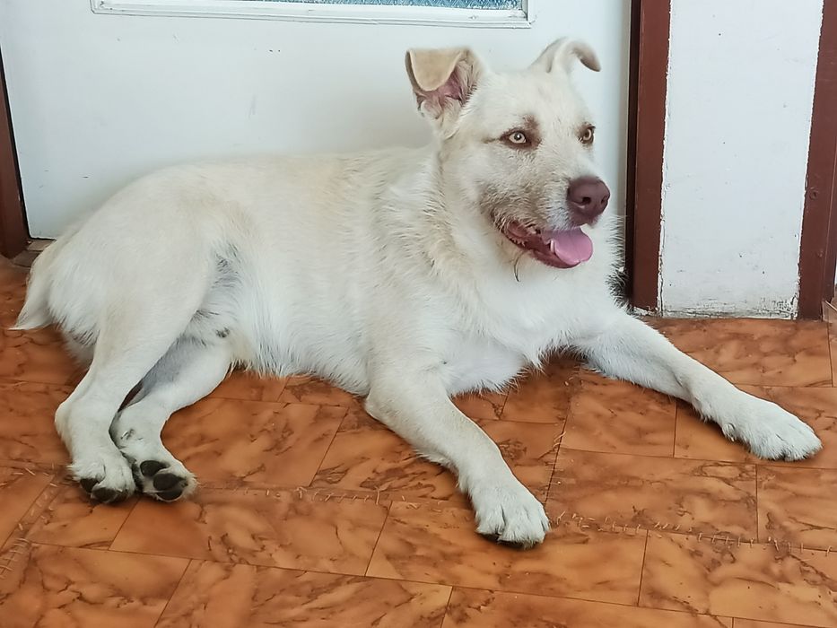 Przyjacielski, łagodny pies szuka domu