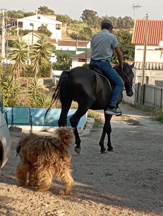vendo poldro com 3 anos