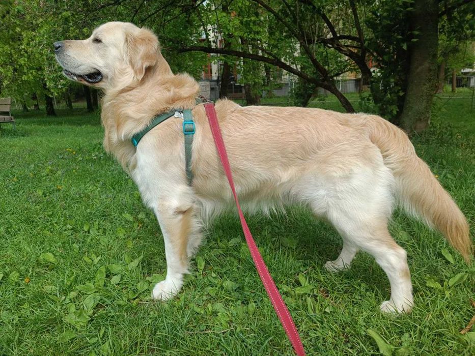 В'язка Золотистий Ретривер