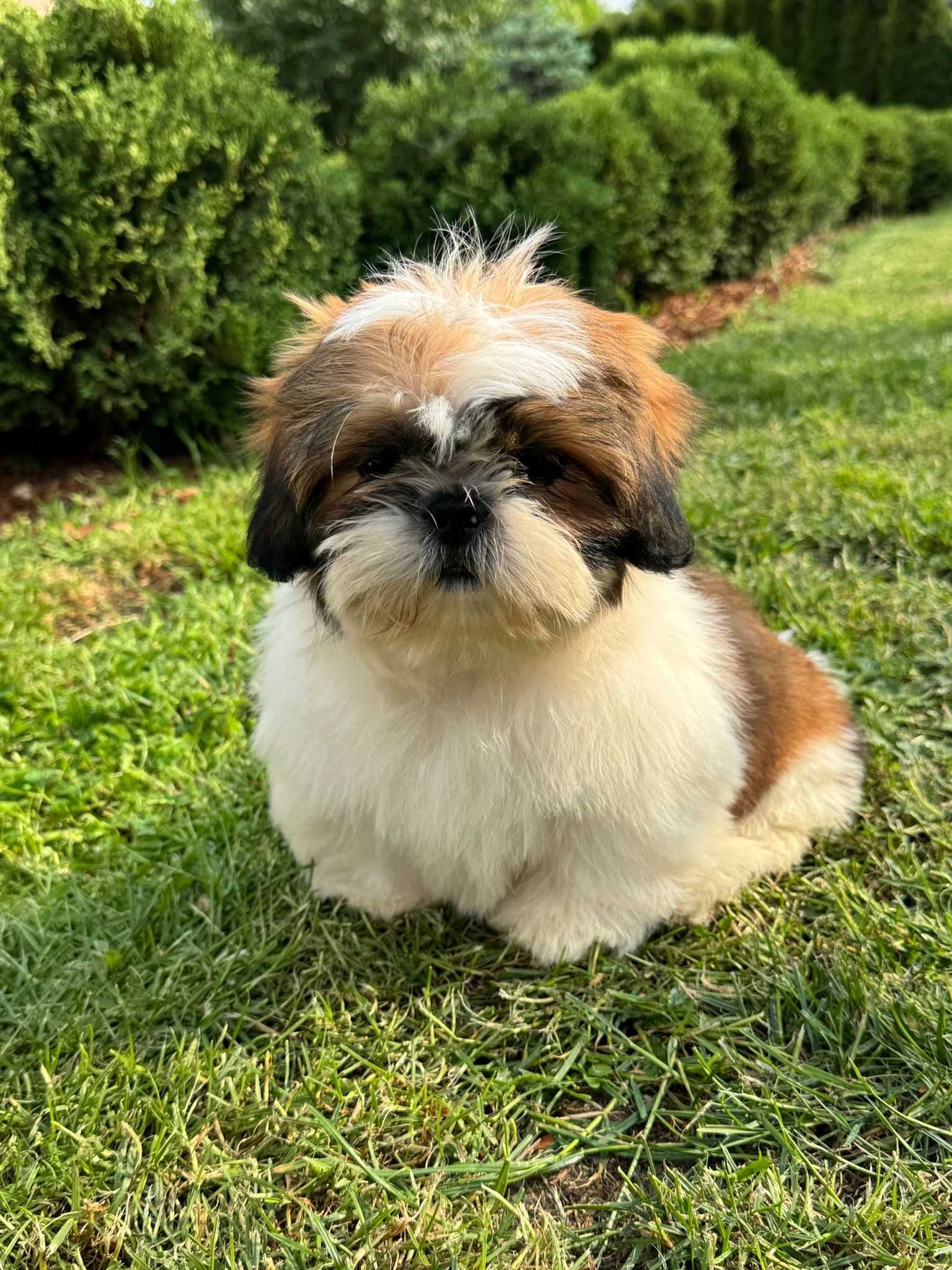 Piesek Shih-Tzu Tricolor • GOTOWY DO ODBIORU •